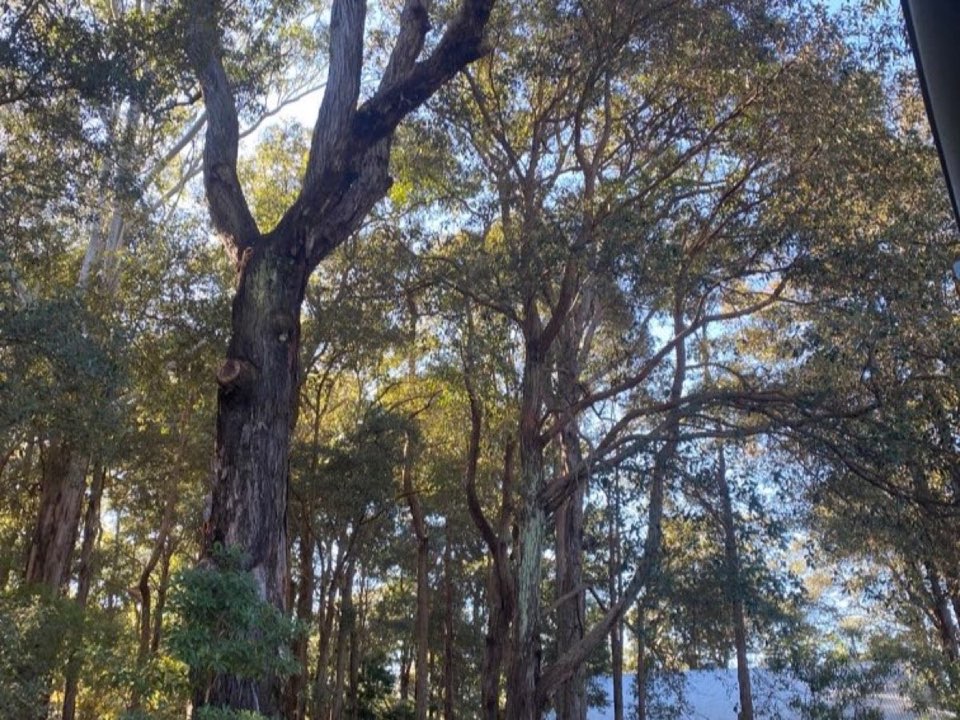 Mature trees in a East Dunbartonshire parkland setting due for routine re-inspection
