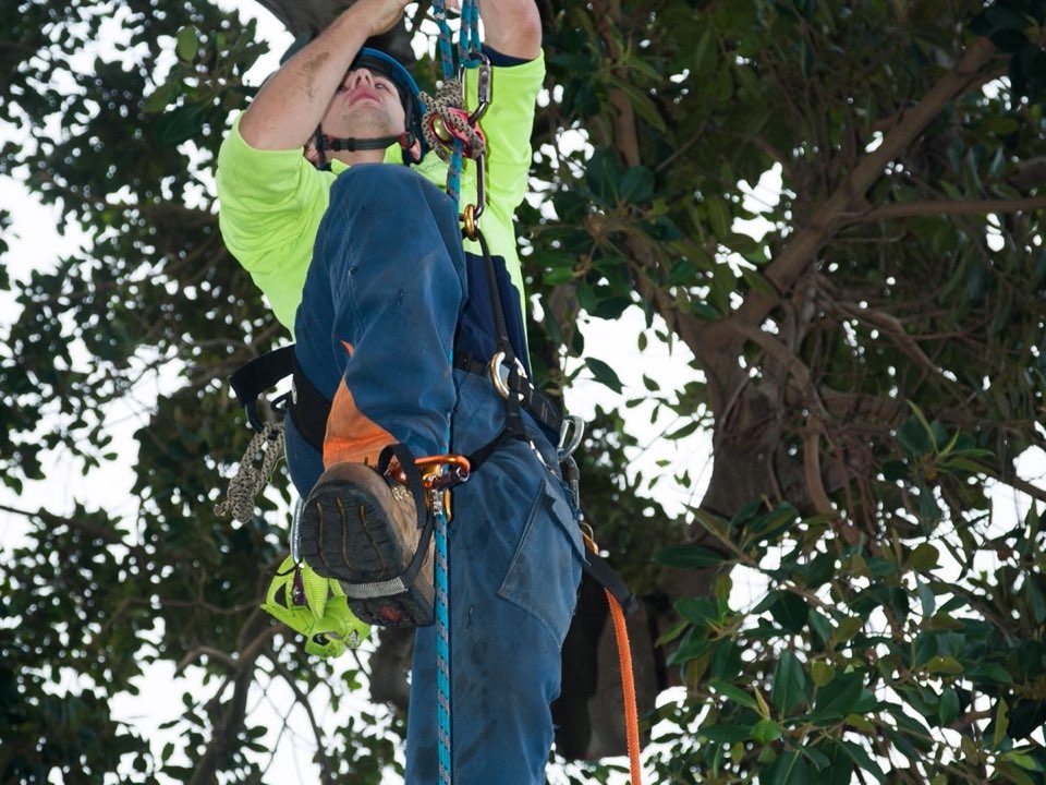 Qualified arborist working in a mature tree during an Enviro Trees UK survey in East Dunbartonshire